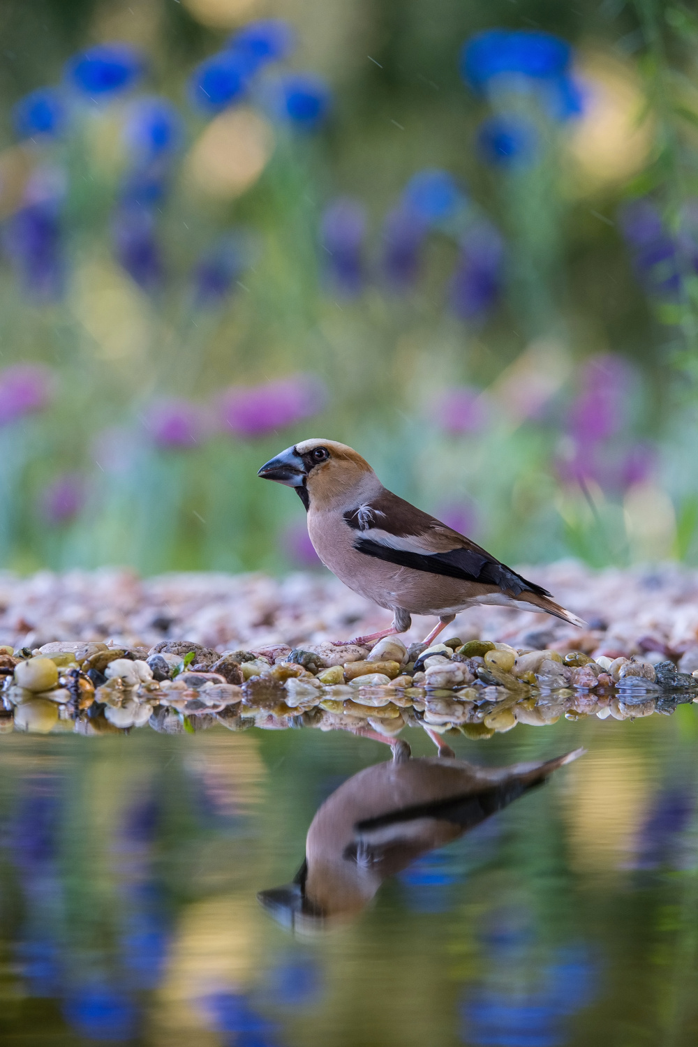 dlask tlustozobý (Coccothraustes coccothraustes) Hawfinch