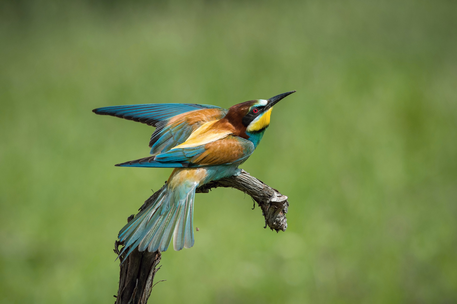 vlha pestrá (Merops apiaster) European bee-eater