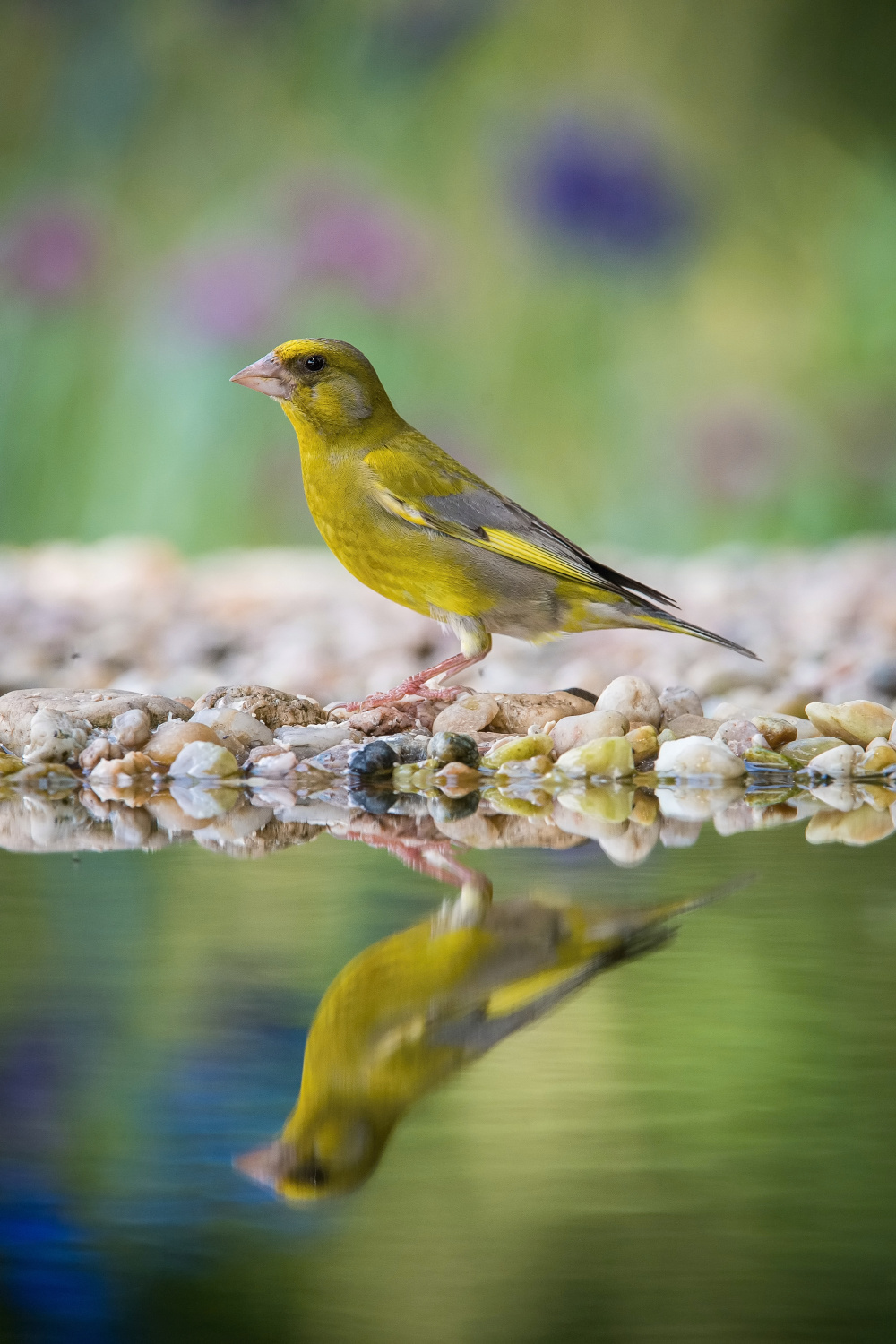 zvonek zelený (Carduelis chloris) European greenfinch