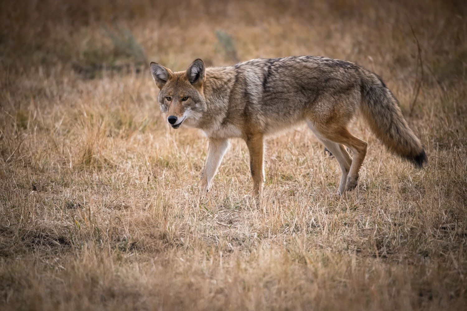 kojot prérijní (Canis latrans) Coyote