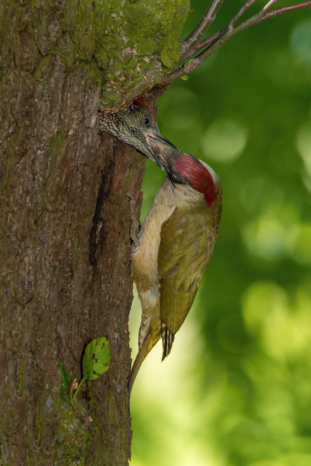 žluna zelená (Picus viridis) European green woodpecker