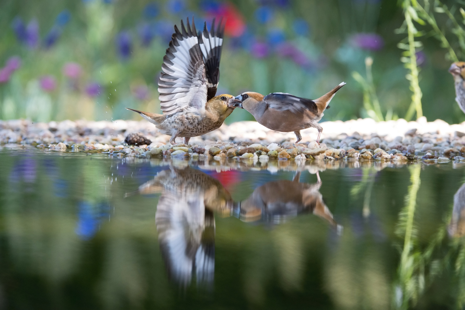 dlask tlustozobý (Coccothraustes coccothraustes) Hawfinch