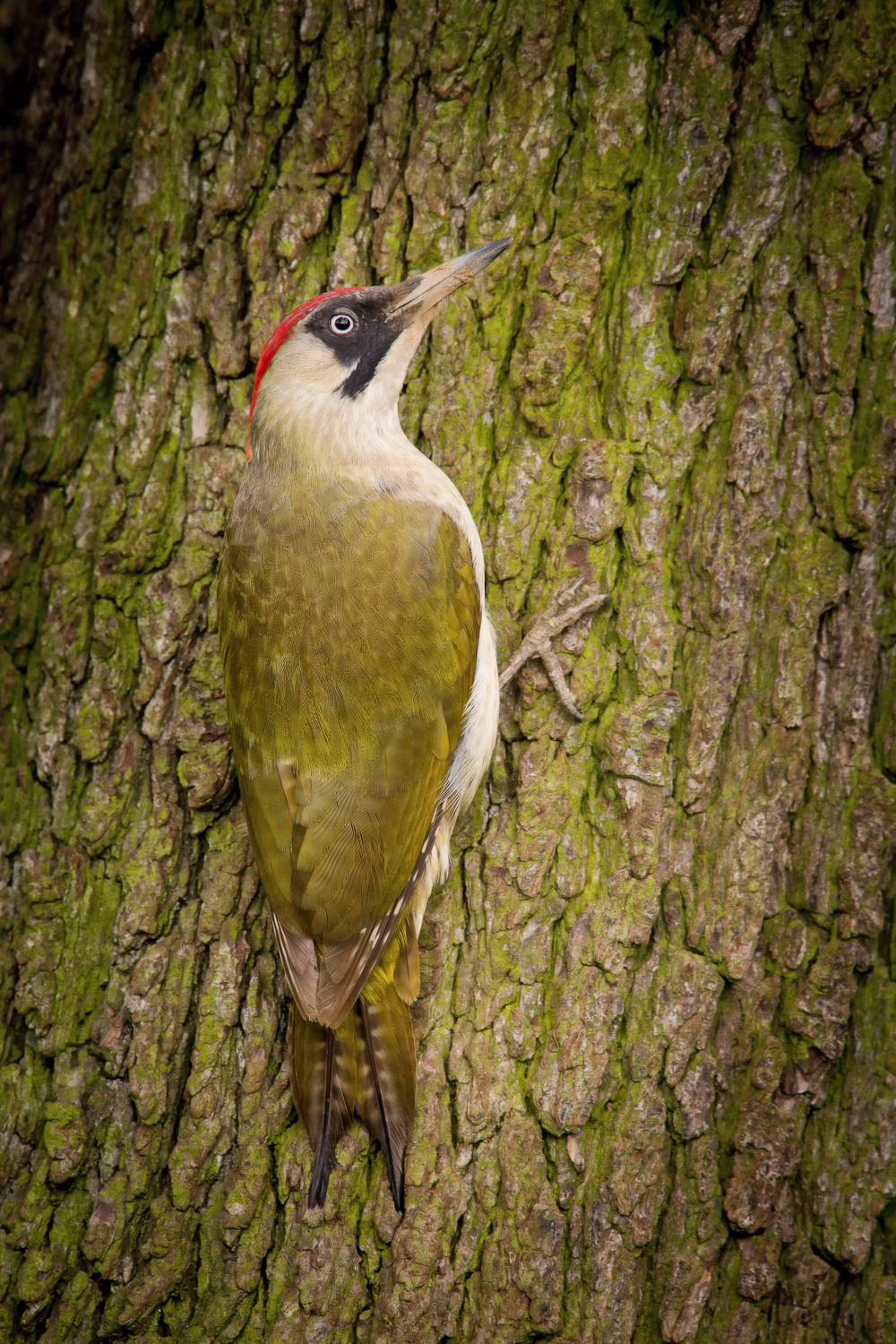 žluna zelená (Picus viridis) European green woodpecker