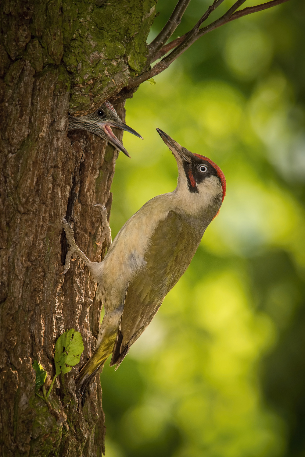 žluna zelená (Picus viridis) European green woodpecker