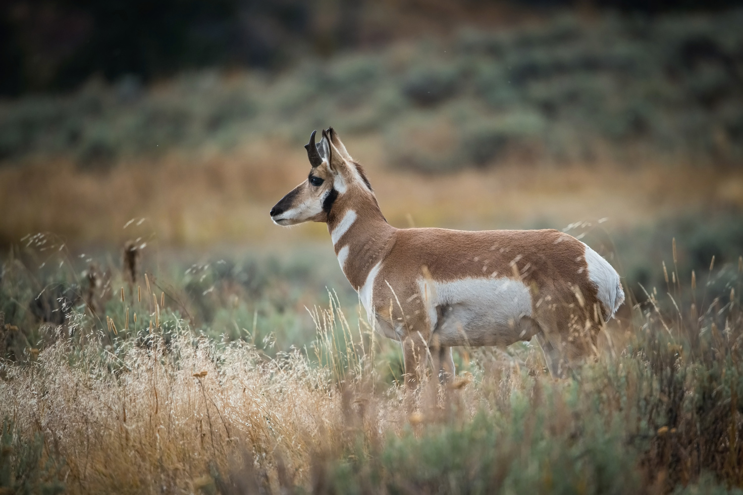 vidloroh americký (Antilocapra americana) Pronghorn