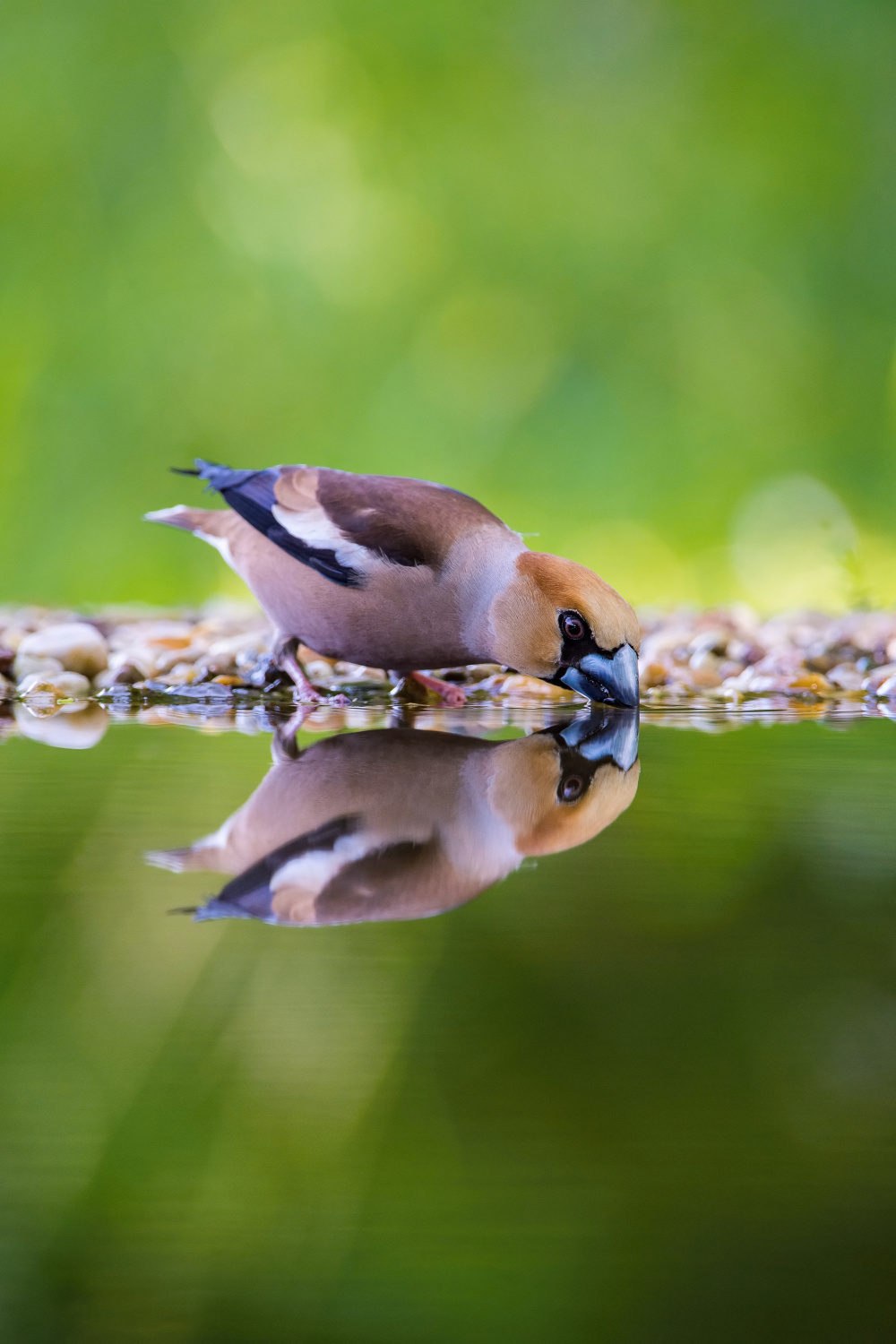 dlask tlustozobý (Coccothraustes coccothraustes) Hawfinch