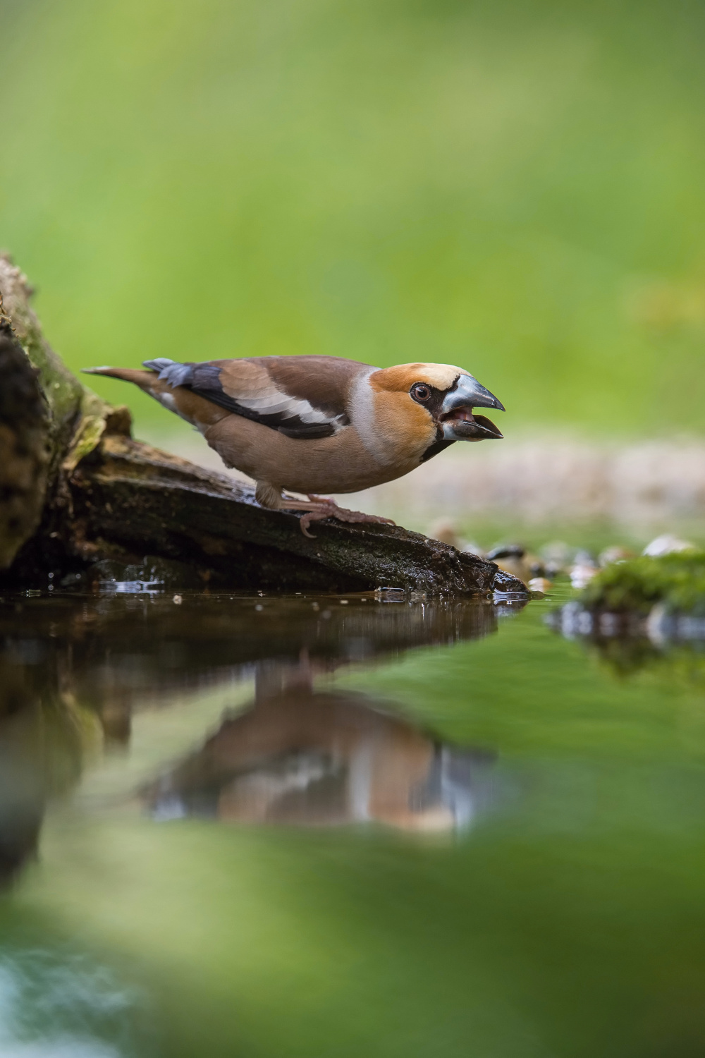 dlask tlustozobý (Coccothraustes coccothraustes) Hawfinch