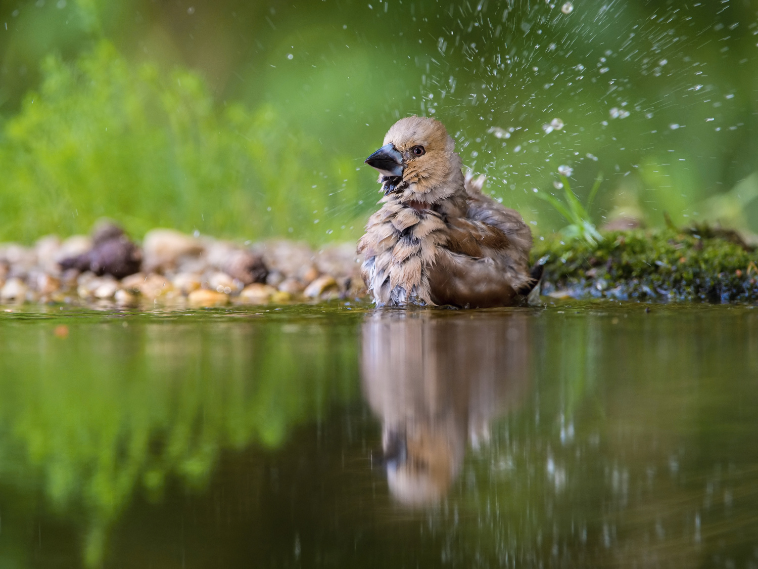 dlask tlustozobý (Coccothraustes coccothraustes) Hawfinch