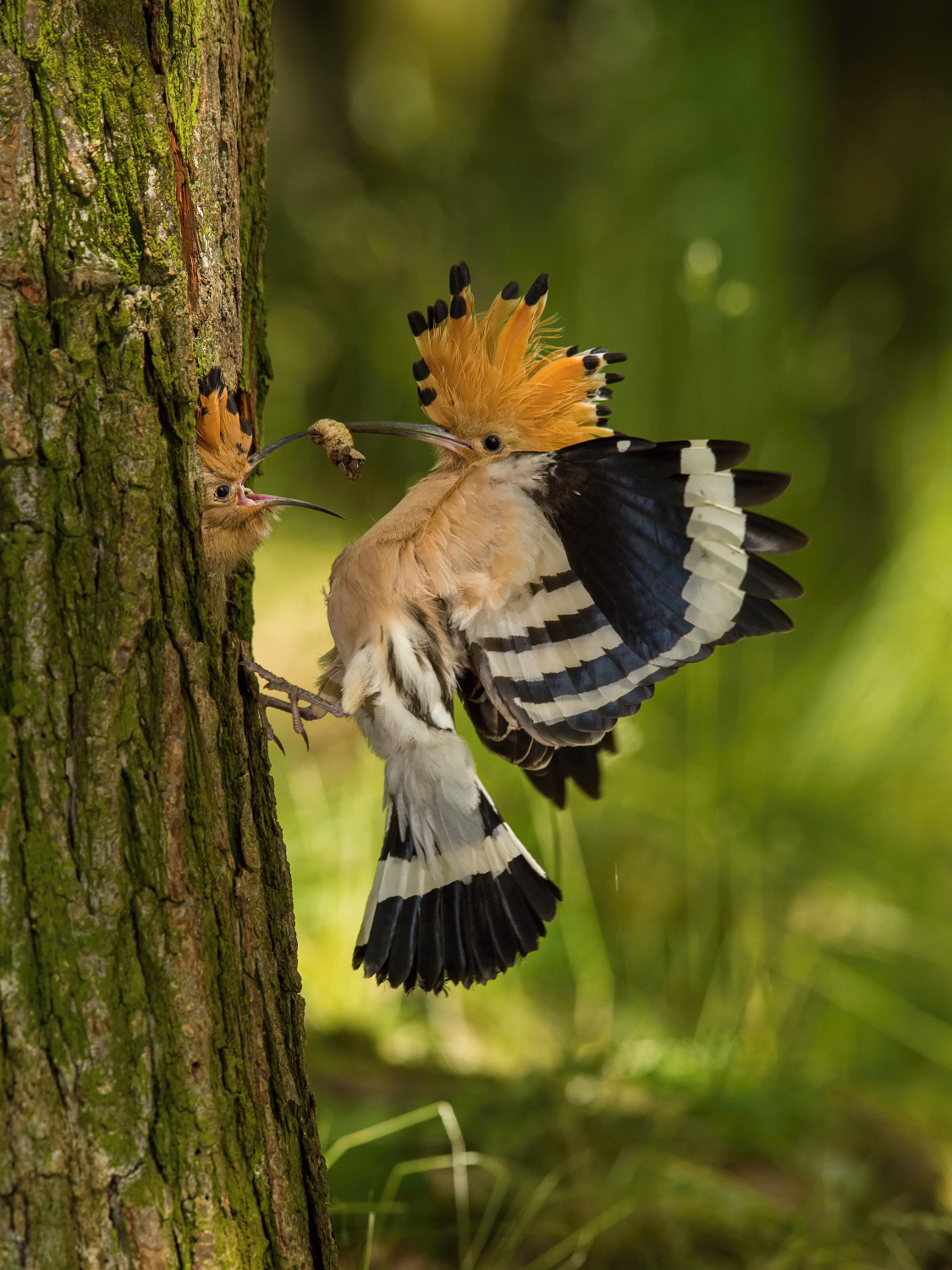 dudek chocholatý (Upupa epops) Eurasian hoopoe