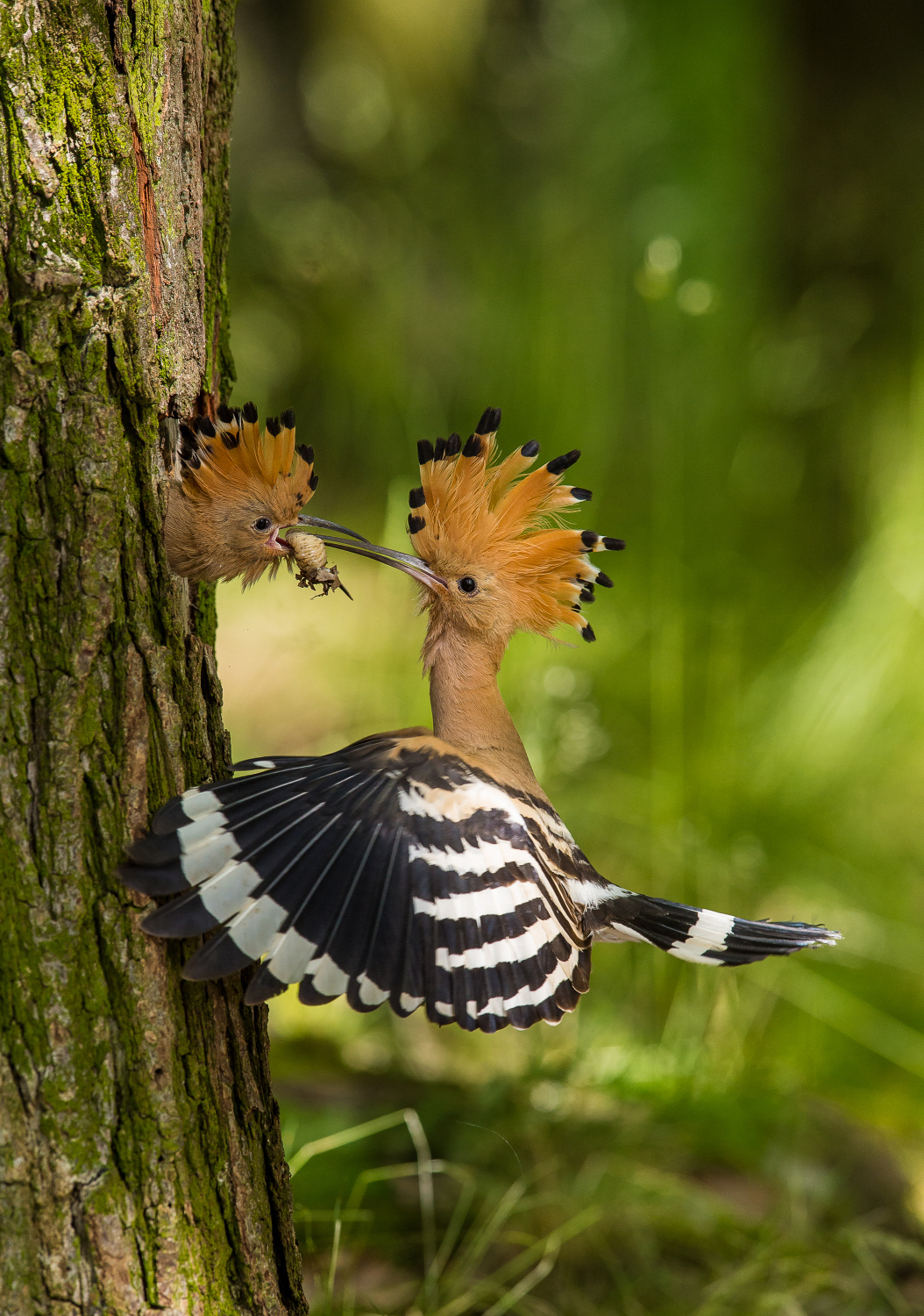 dudek chocholatý (Upupa epops) Eurasian hoopoe