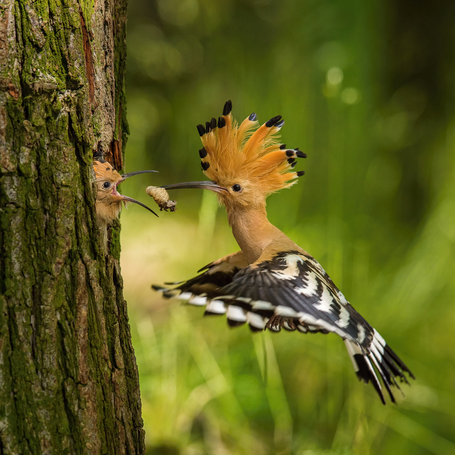 dudek chocholatý (Upupa epops) Eurasian hoopoe