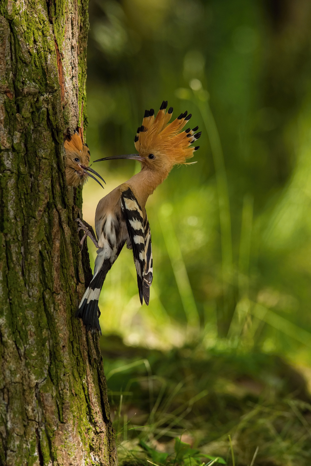 dudek chocholatý (Upupa epops) Eurasian hoopoe