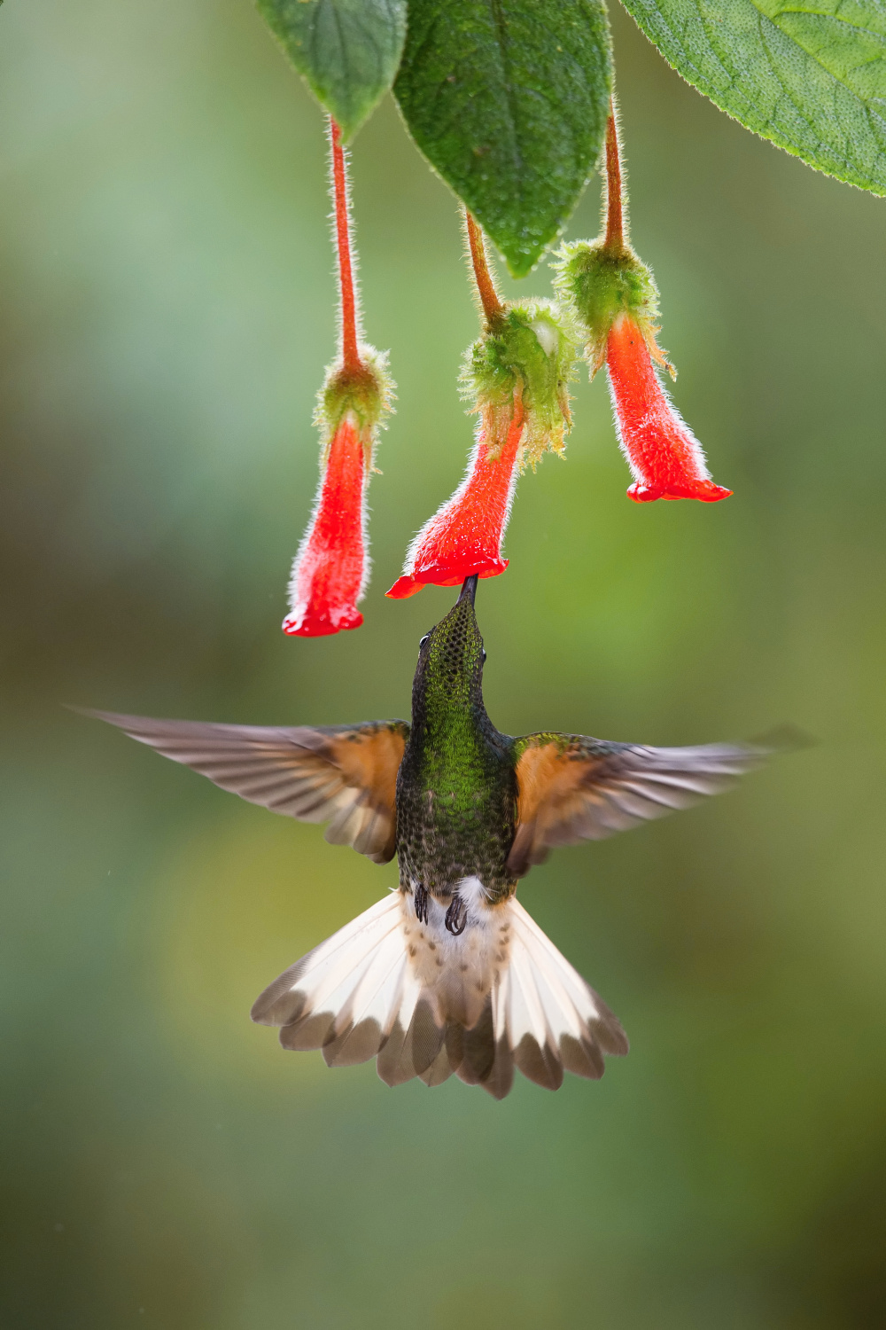 kolibřík žlutavý (Boissonneaua flavescens) Buff-tailed coronet