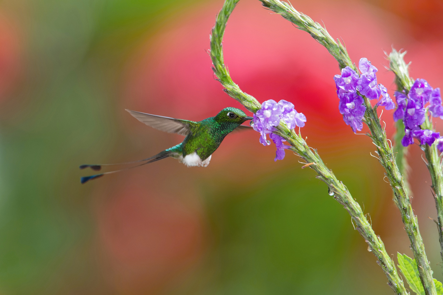 sylfa vlajková (Ocreatus underwoodii) White-booted racket-tail