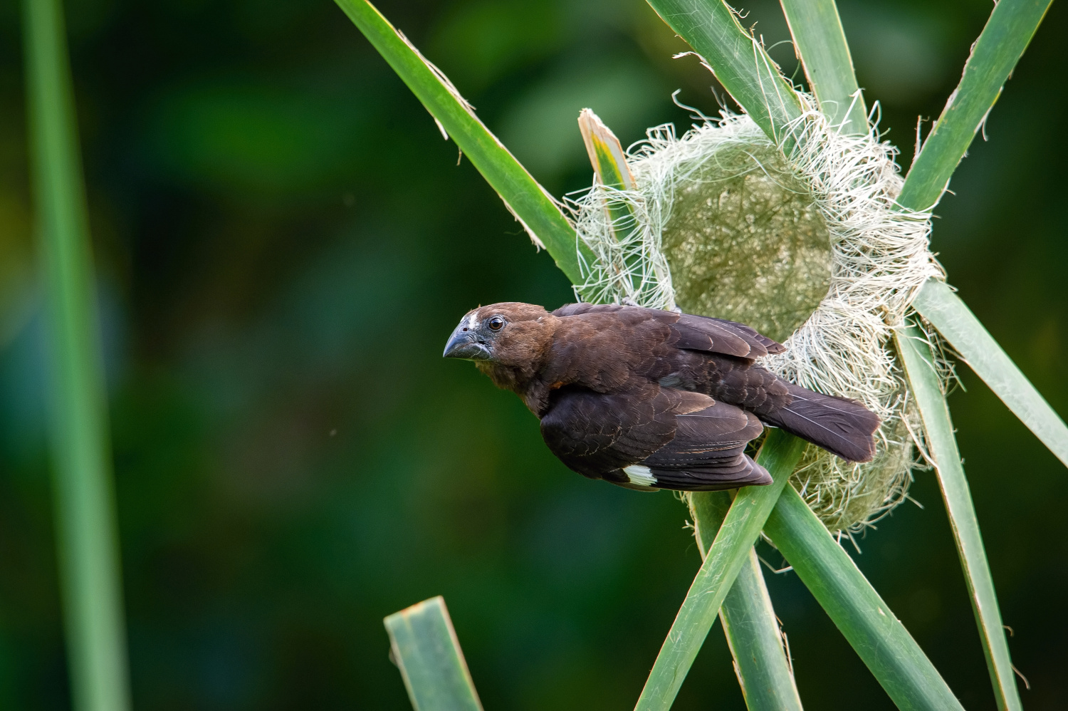 snovač tlustozobý (Amblyospiza albifrons) Thick-billed weaver