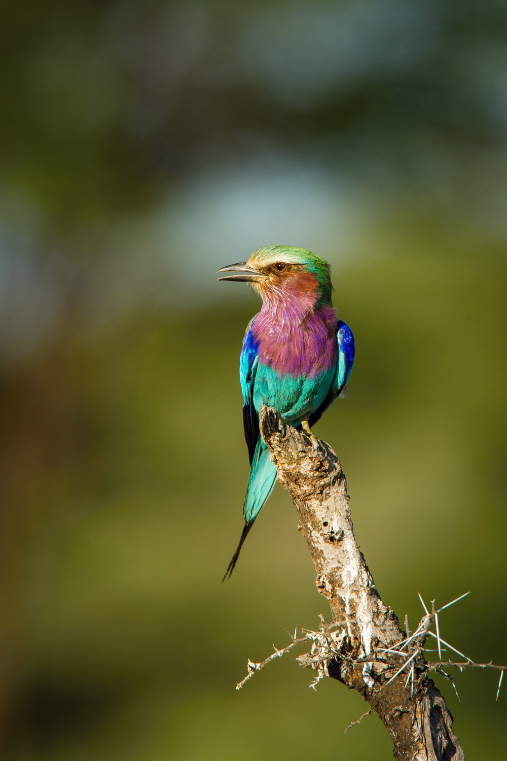 mandelík fialovoprsý (coracias caudata) Lilac-breasted roller