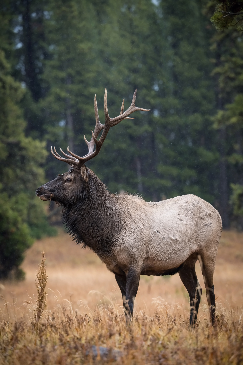 jelen wapiti (Cervus canadensis) Wapiti