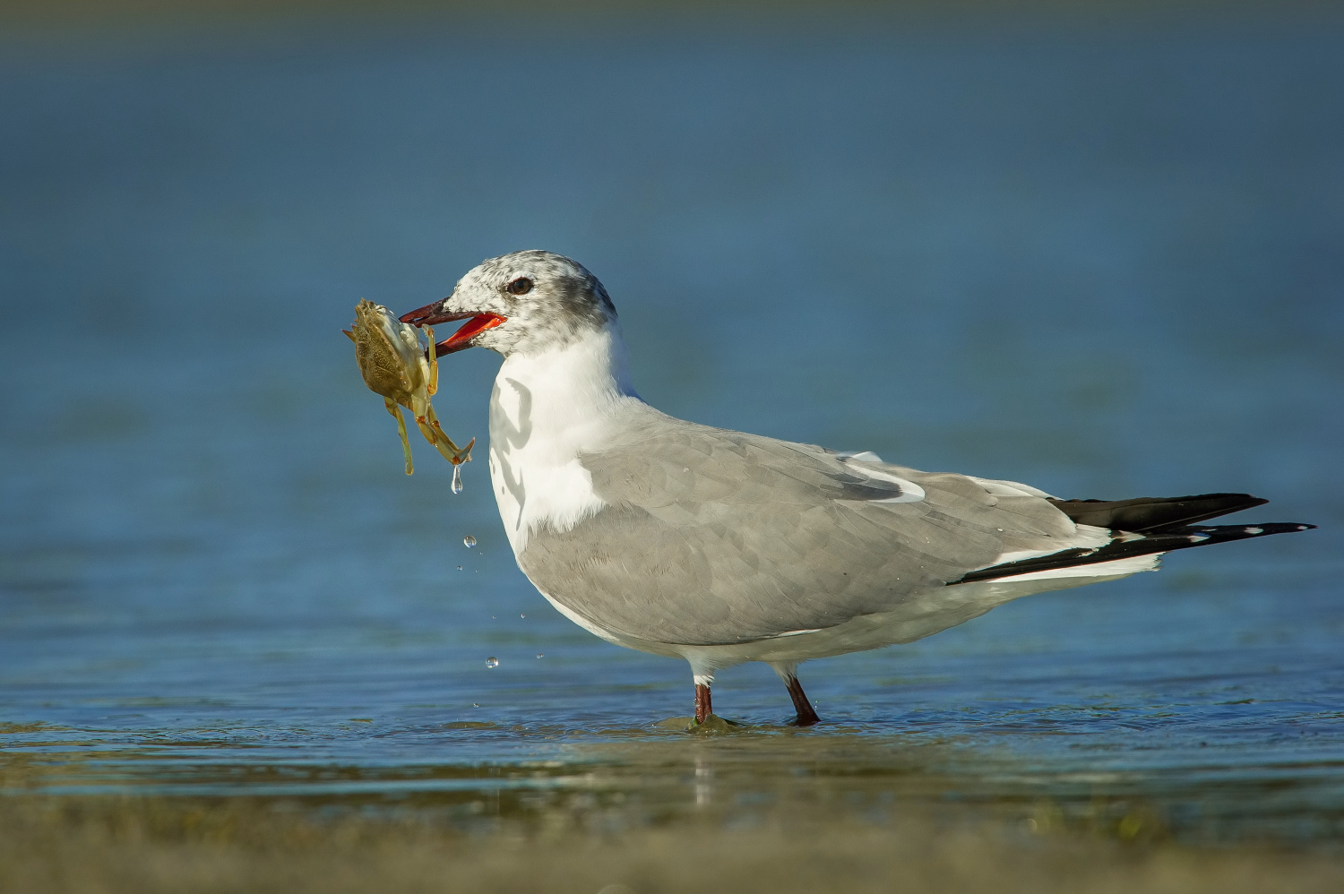 racek Bonapartův (Larus philadelphia) Bonaparte´s gull