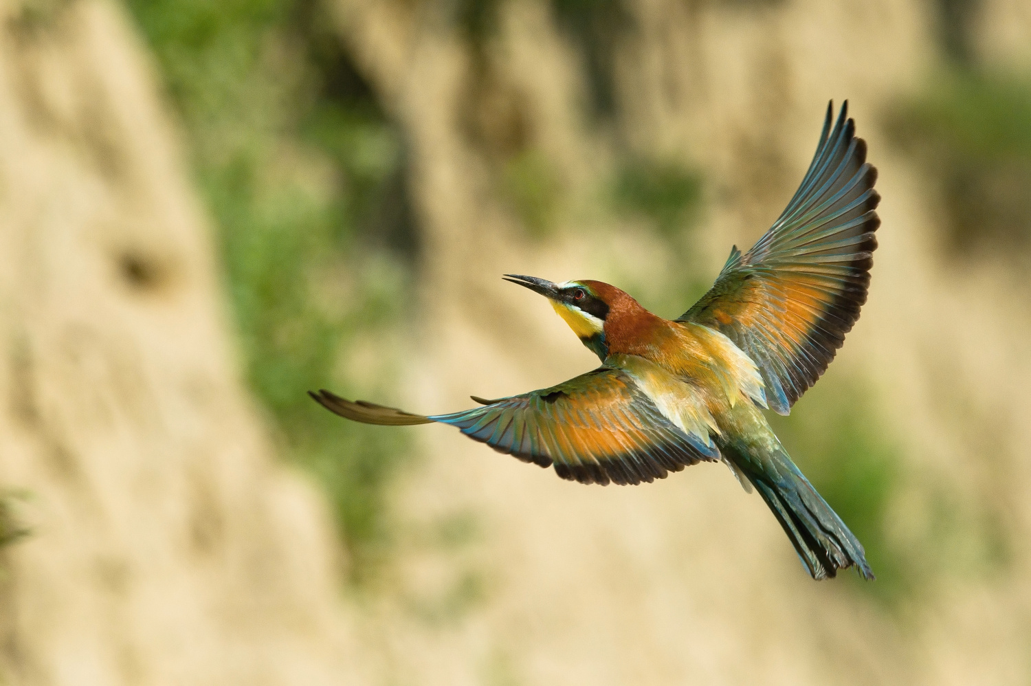 vlha pestrá (Merops apiaster) European bee-eater