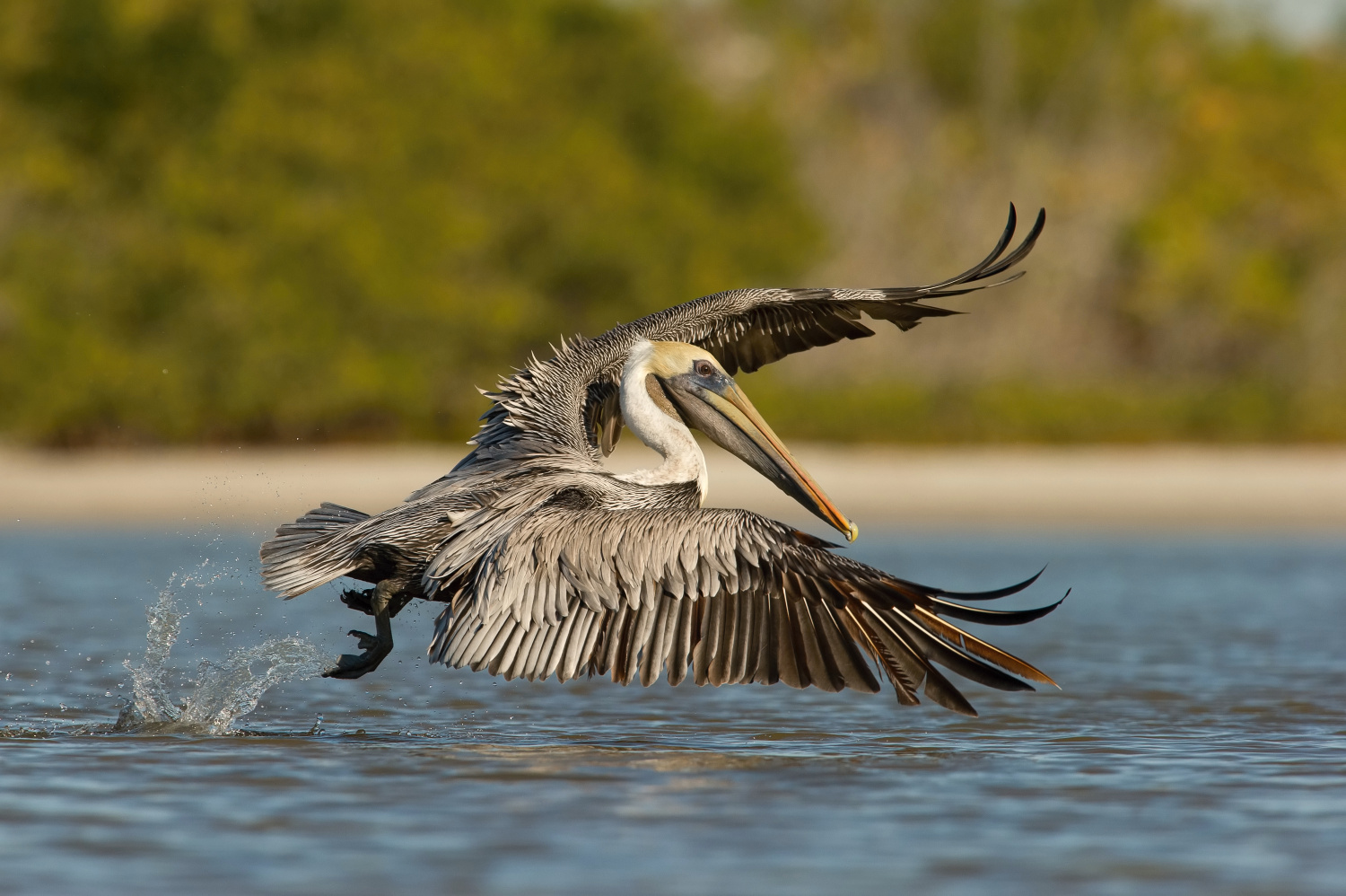 pelikán hnědý (Pelecanus occidentalis) Brown pelican