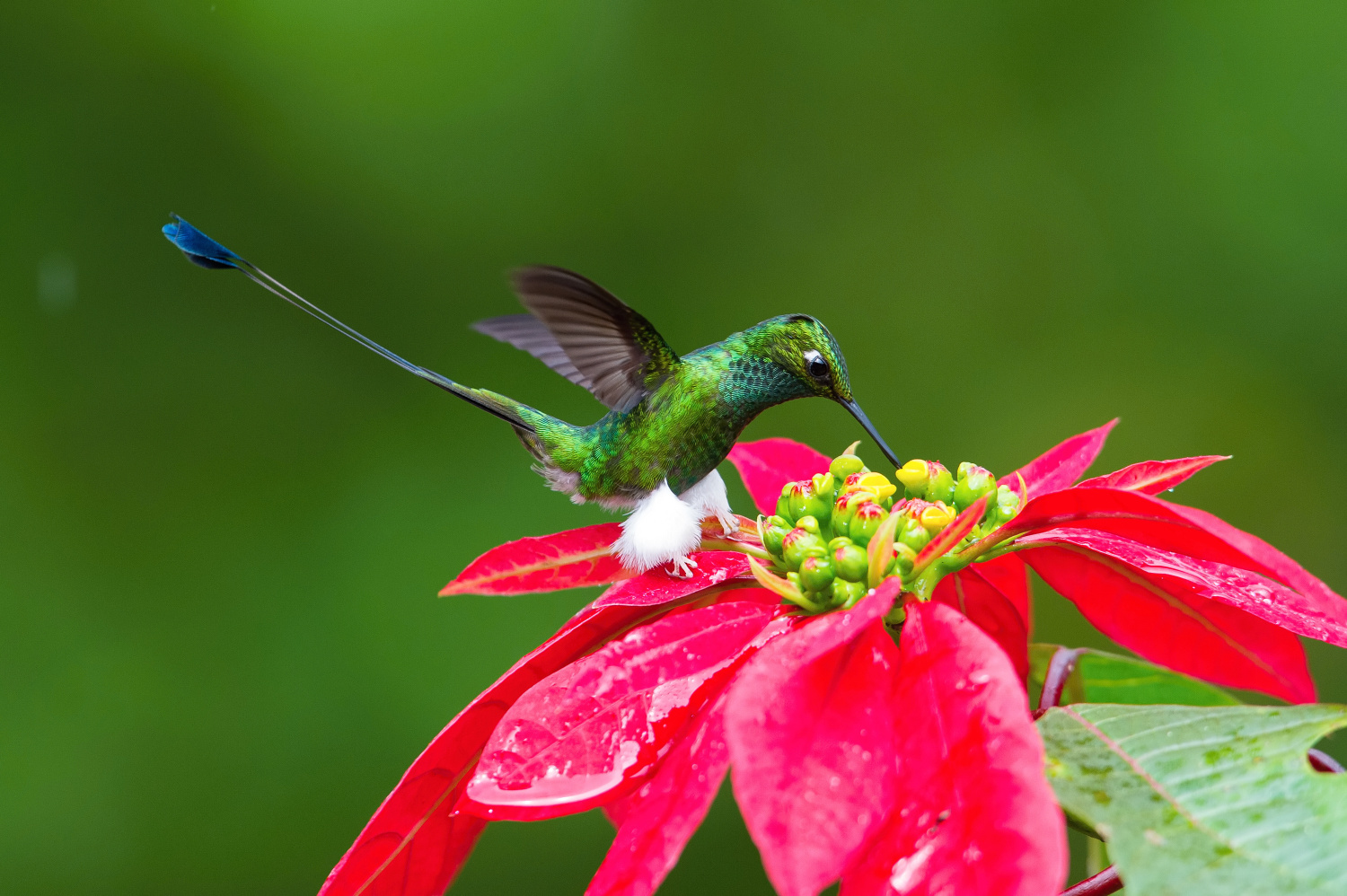sylfa vlajková (Ocreatus underwoodii) White-booted racket-tail