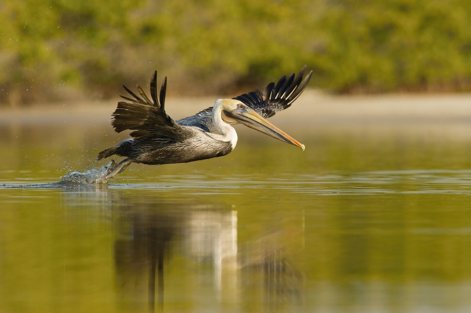 pelikán hnědý (Pelecanus occidentalis) Brown pelican