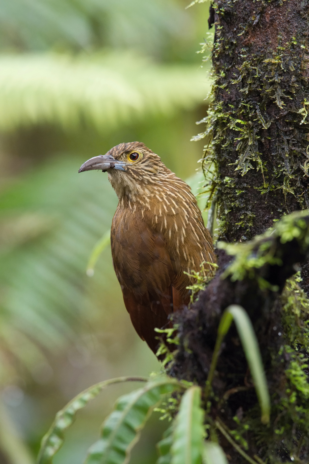 klouzálek pruhohlavý (Xiphocolaptes promeropirhynchus) Strong-billed woodcreeper