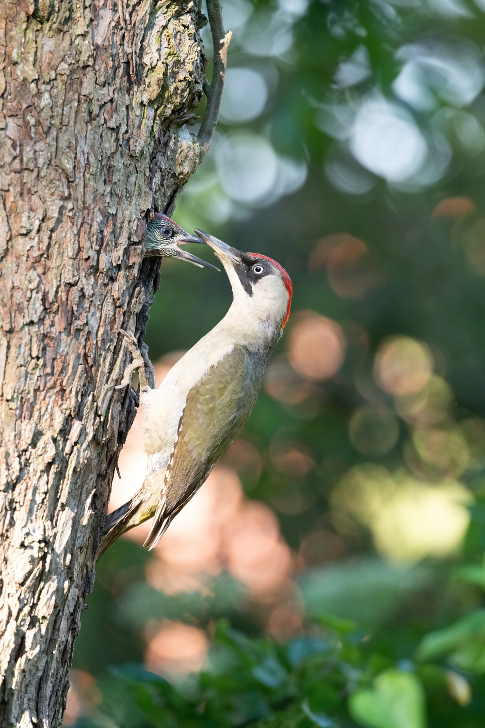 žluna zelená (Picus viridis) European green woodpecker