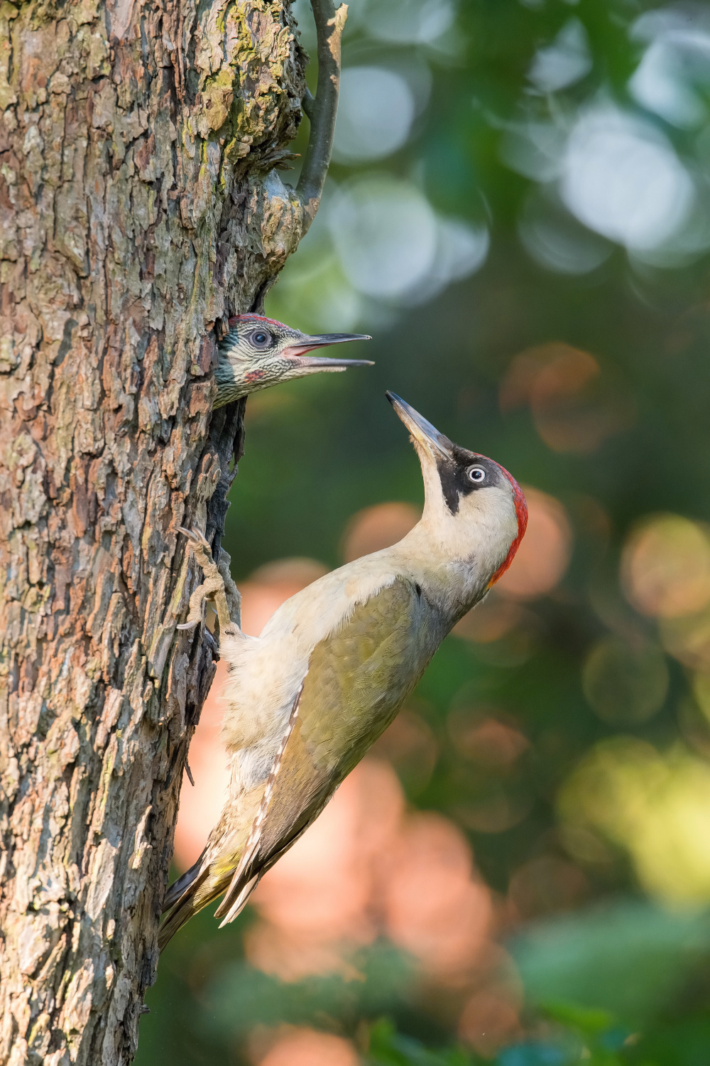 žluna zelená (Picus viridis) European green woodpecker