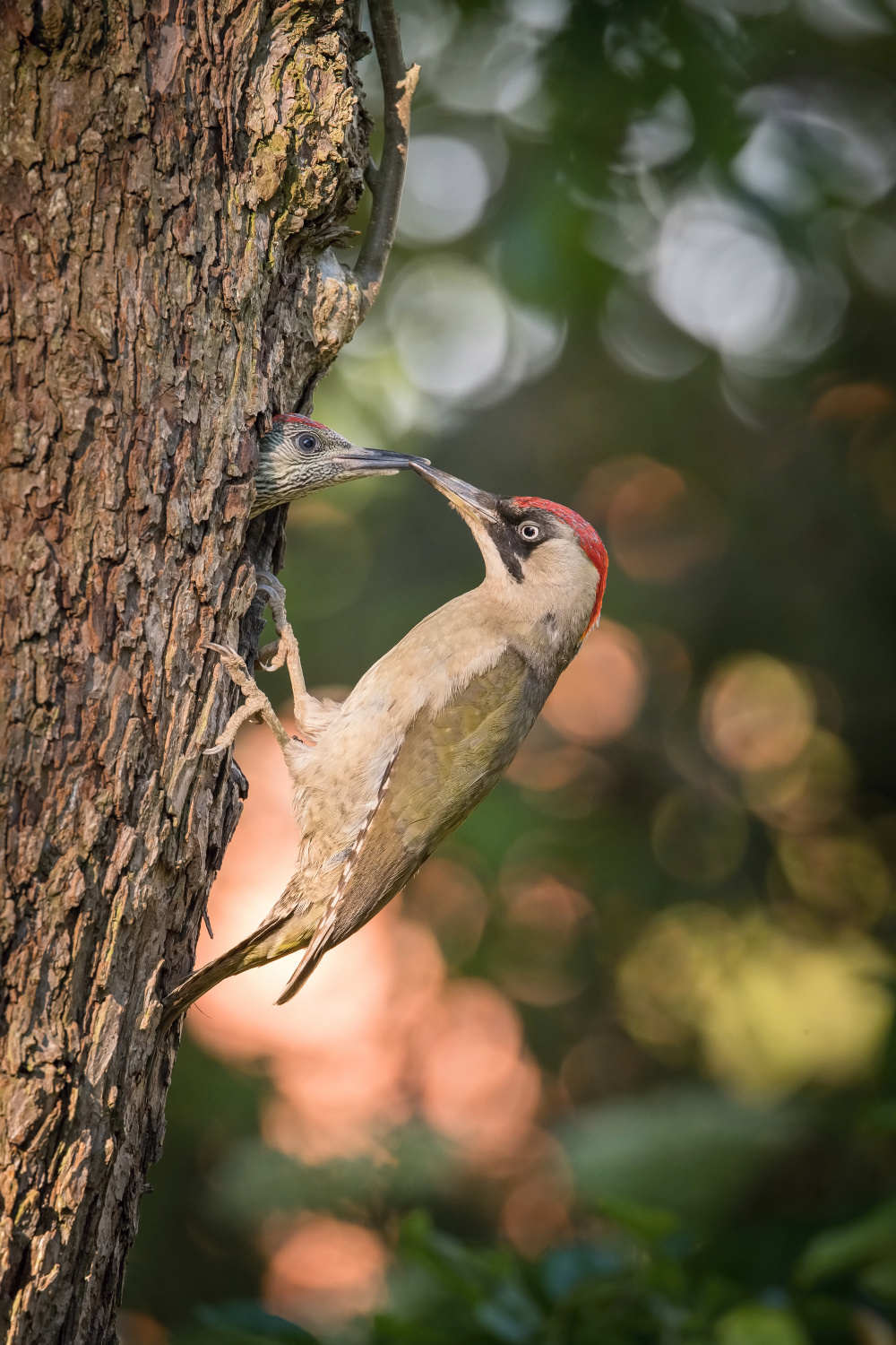 žluna zelená (Picus viridis) European green woodpecker