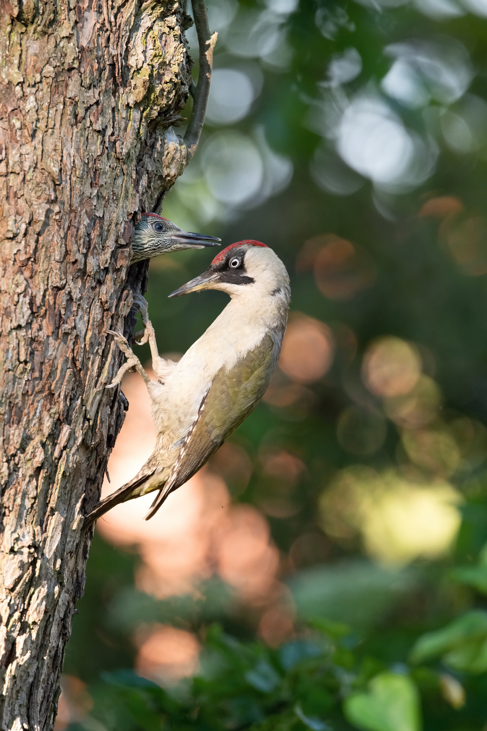 žluna zelená (Picus viridis) European green woodpecker