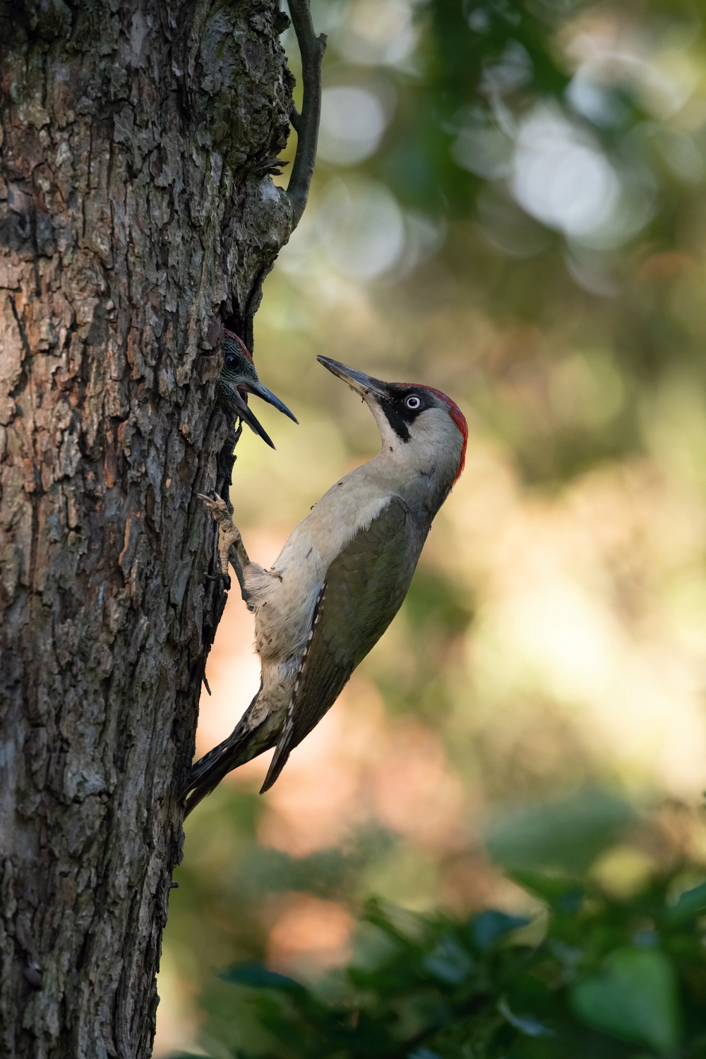žluna zelená (Picus viridis) European green woodpecker