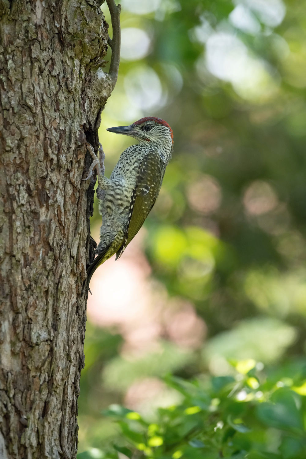 žluna zelená (Picus viridis) European green woodpecker