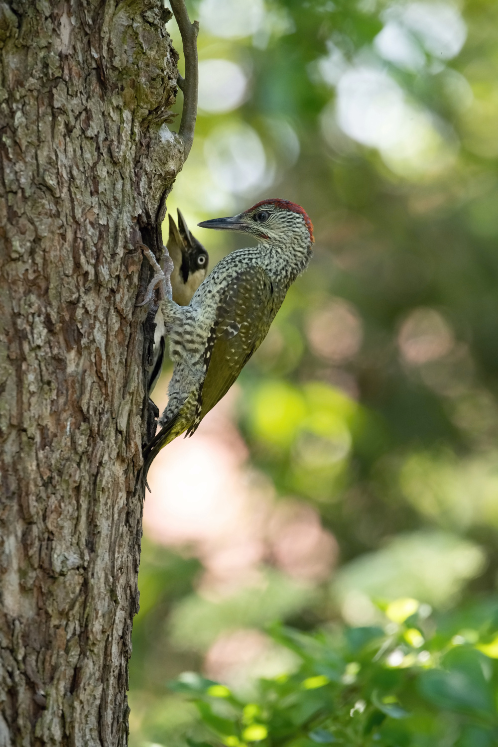 žluna zelená (Picus viridis) European green woodpecker