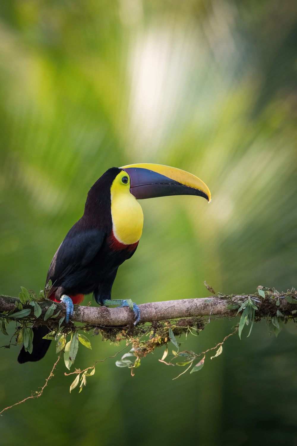 tukan hnědohřbetý (Ramphastos swainsonii) Chestnut-mandibled toucan