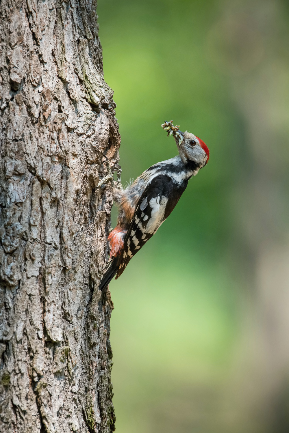 strakapoud prostřední (Dendrocopos medius) Middle spotted woodpecker