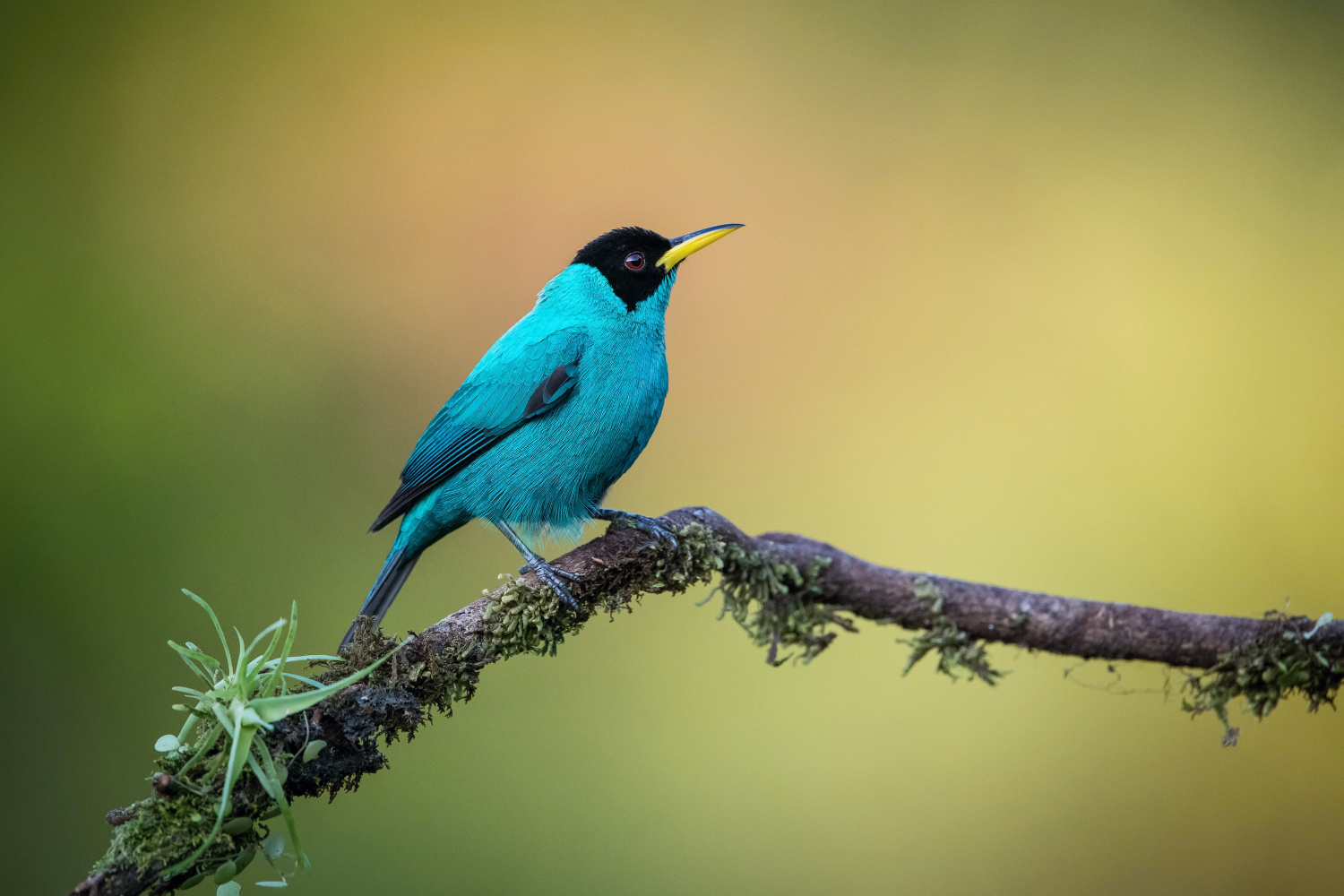 květomil černohlavý (Chlorophanes spiza) Green honeycreeper