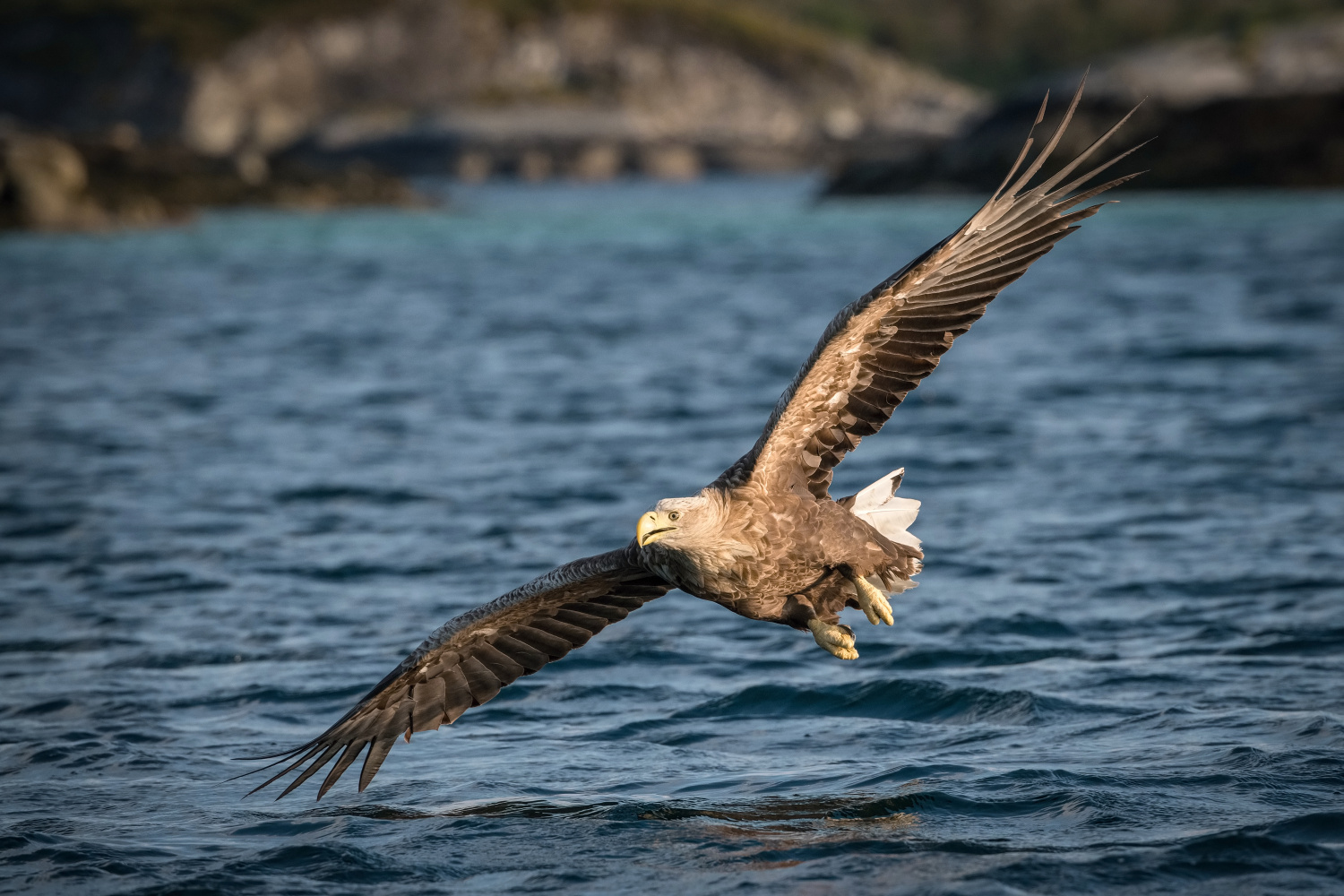 orel mořský (Haliaeetus albicilla) White-tailed eagle