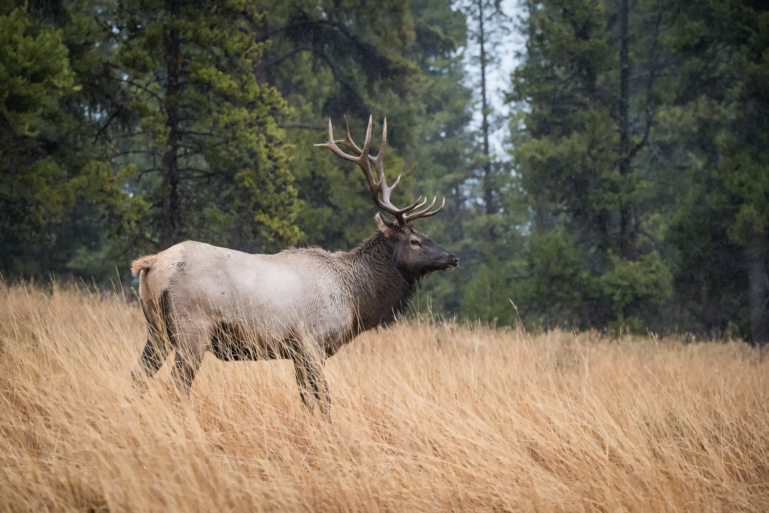 jelen wapiti (Cervus canadensis) Wapiti