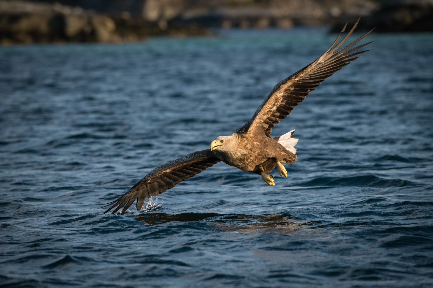 orel mořský (Haliaeetus albicilla) White-tailed eagle