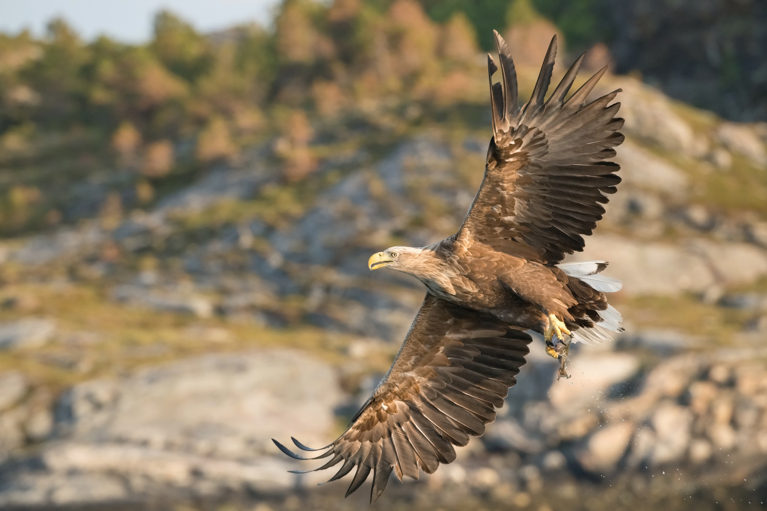 orel mořský (Haliaeetus albicilla) White-tailed eagle