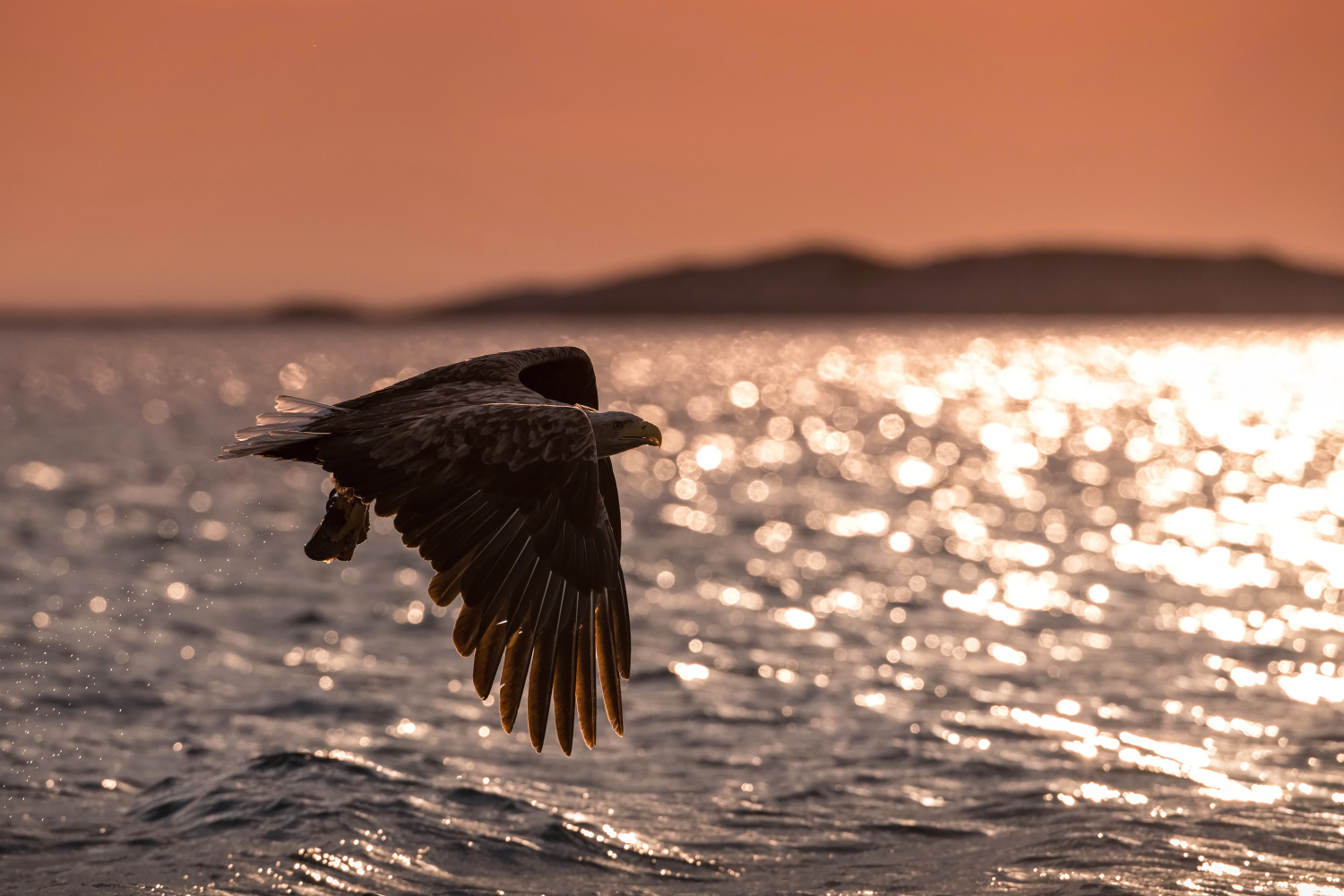 orel mořský (Haliaeetus albicilla) White-tailed eagle