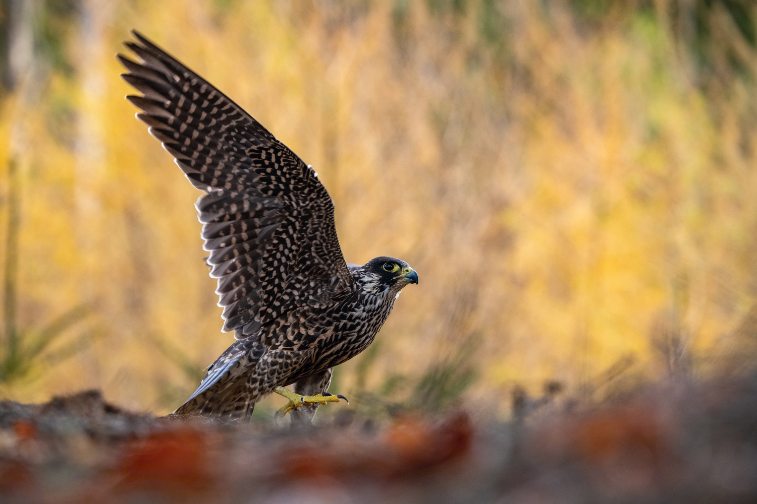 sokol stěhovavý (Falco peregrinus) Peregrine falcon