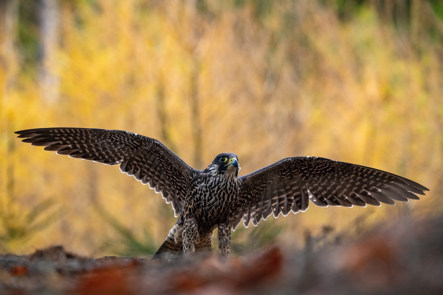 sokol stěhovavý (Falco peregrinus) Peregrine falcon