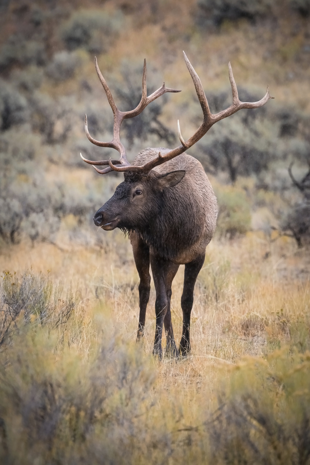 jelen wapiti (Cervus canadensis) Wapiti