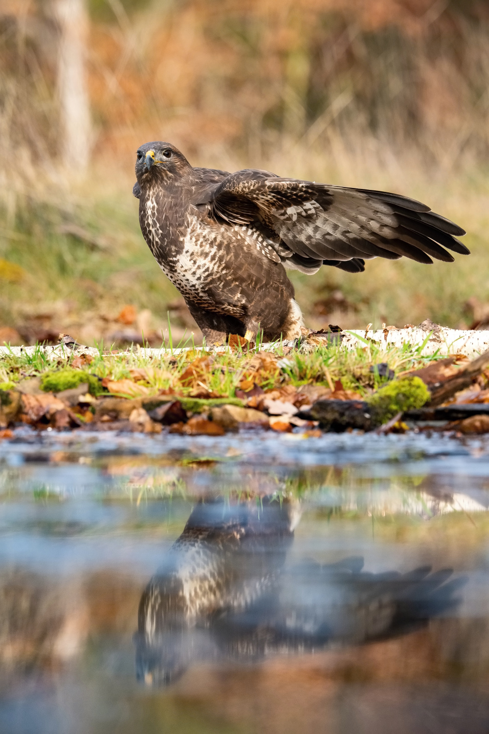 káně lesní (Buteo buteo) Common buzzard