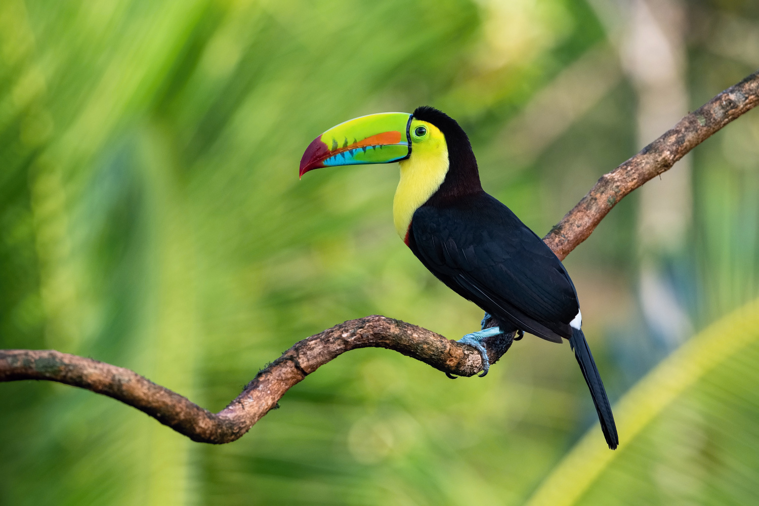 tukan žlutoprsý (Ramphastos sulfuratus) Keel-billed toucan