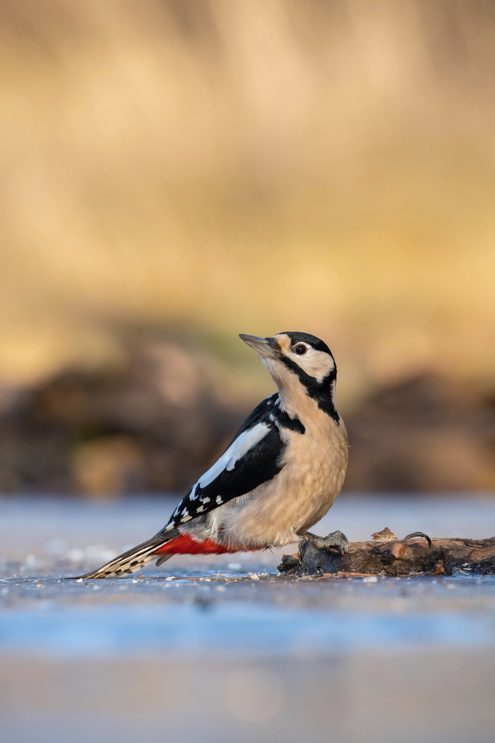 strakapoud velký (Dendrocopos major) Great spotted woodpecker