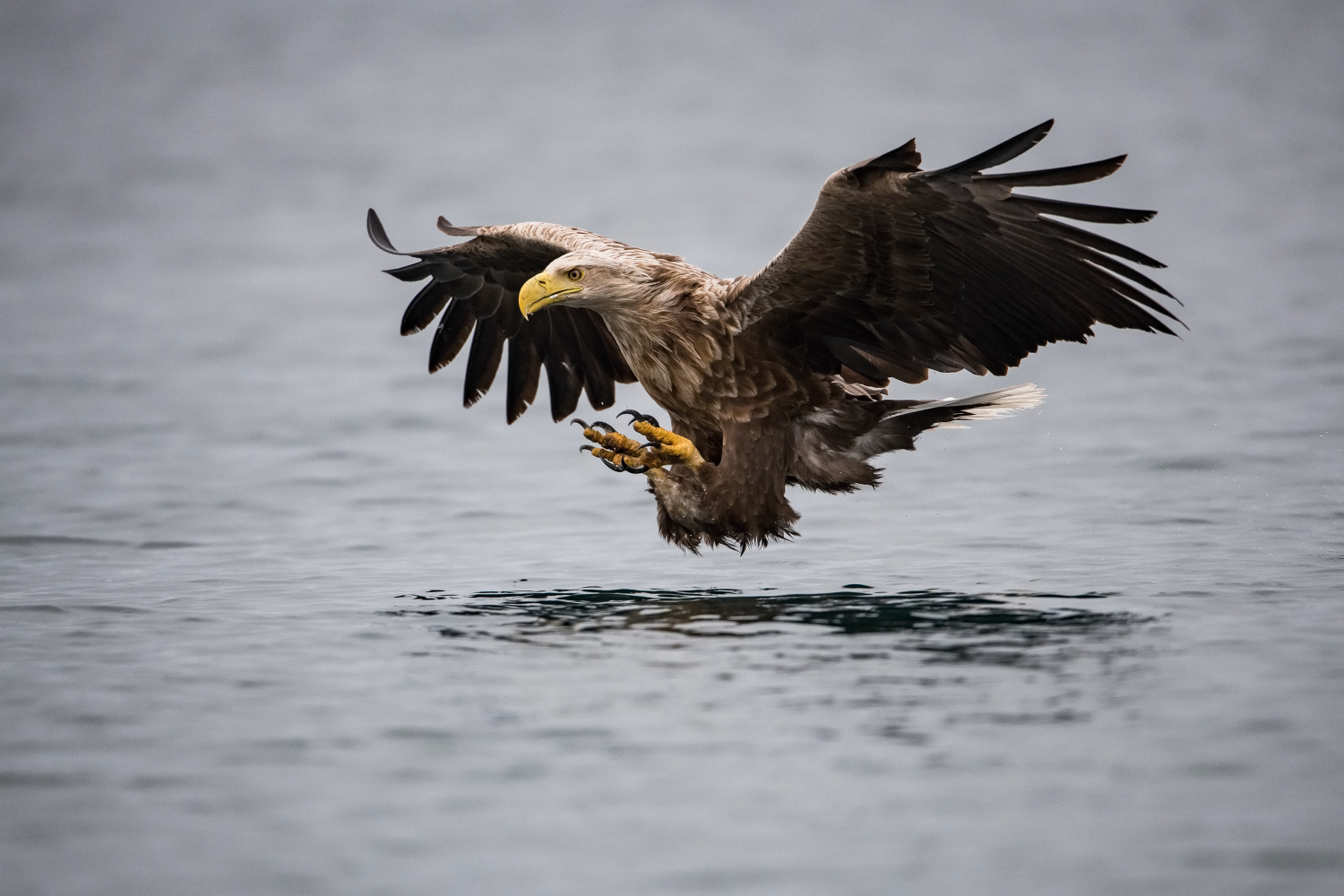 orel mořský (Haliaeetus albicilla) White-tailed eagle