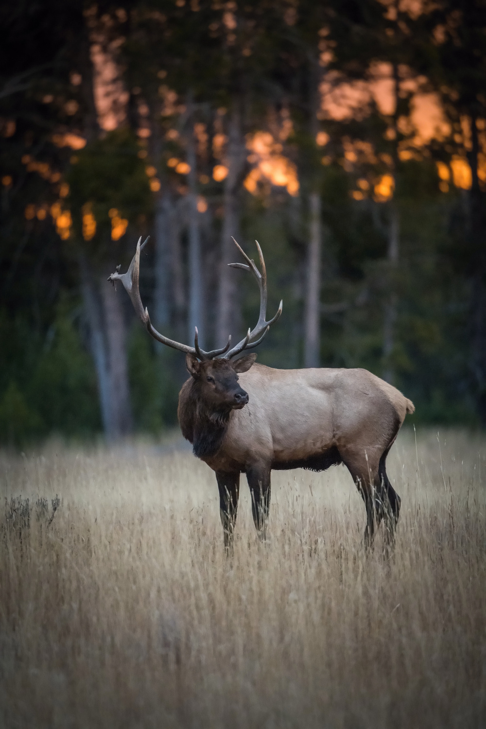 jelen wapiti (Cervus canadensis) Wapiti